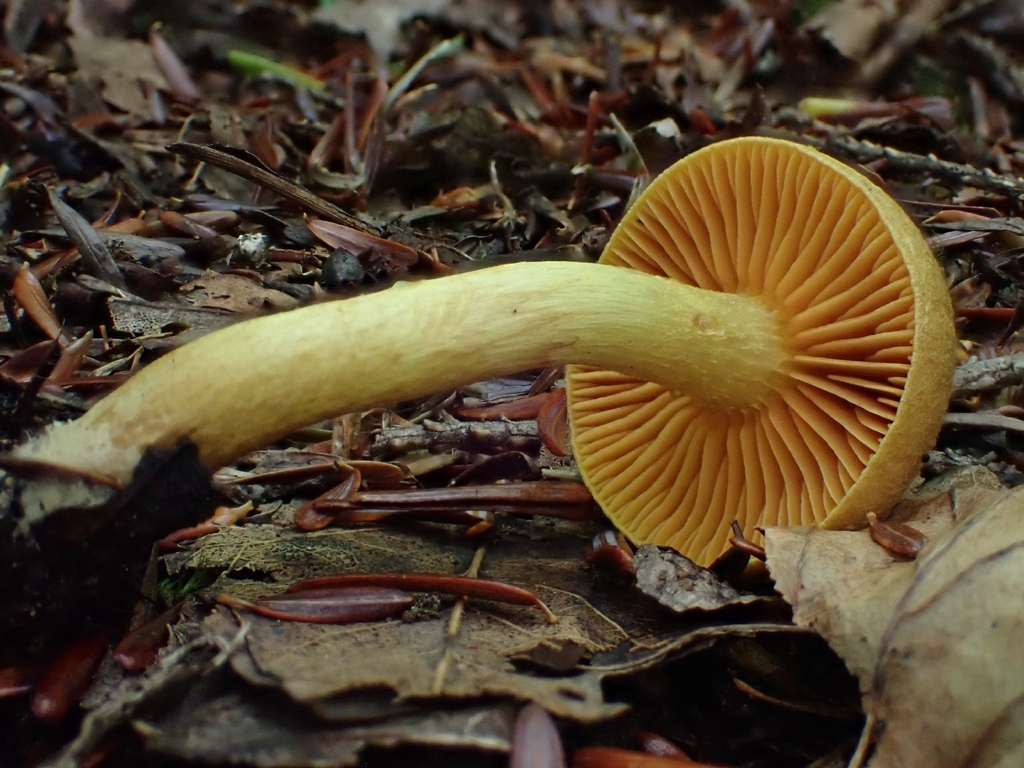 Cortinarius huronensis · September 2026 · photo: Photo: (c) Sam Bucciarelli, some rights reserved (CC BY) · iNaturalist