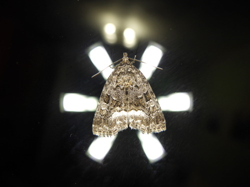 Marbled White-spot