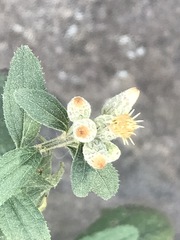 Baccharis sordescens