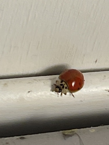 Asian Lady Beetle