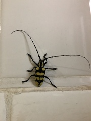 Anoplophora horsfieldii