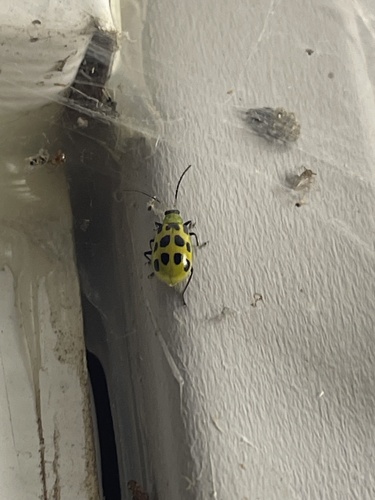 Spotted Cucumber Beetle