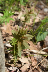 Lysimachia quadrifolia