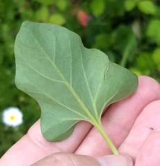 Calystegia atriplicifolia