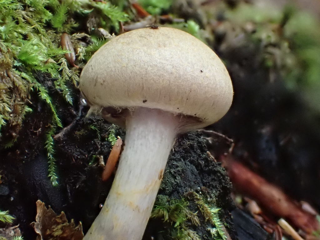 variable webcap · September 2026 · photo: Photo: (c) Sam Bucciarelli, some rights reserved (CC BY) · iNaturalist
