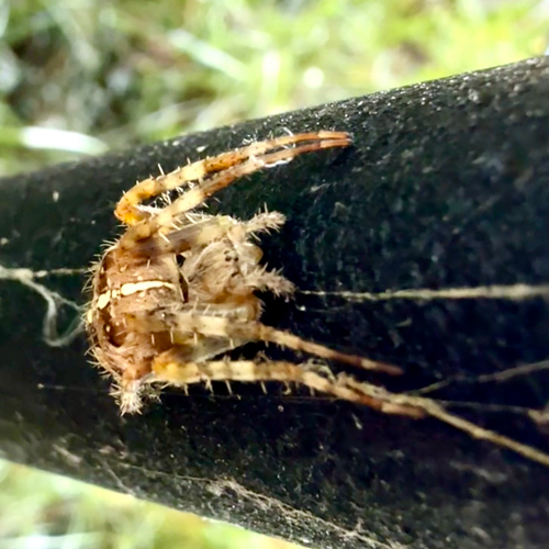 Cross Orbweaver
