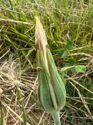 Tragopogon pratensis, photograph 2