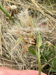 Tragopogon pratensis, photograph (c) Patrice Dupont, some rights reserved (CC BY)