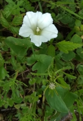 Calystegia atriplicifolia