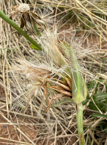 Tragopogon pratensis, photograph 3