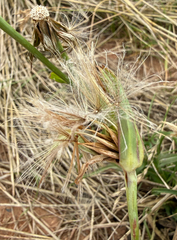 Tragopogon pratensis, photograph (c) Patrice Dupont, some rights reserved (CC BY)