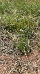 Tragopogon pratensis