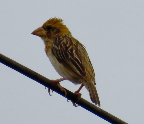 Baya Weaver