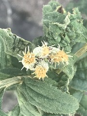 Baccharis sordescens