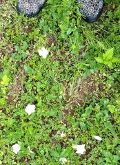 Calystegia atriplicifolia