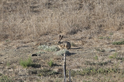 Black-tailed Jackrabbit observed by sarahcoty