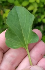 Calystegia atriplicifolia