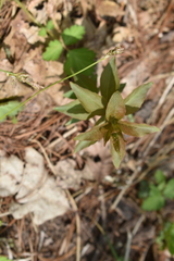Lysimachia quadrifolia