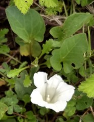 Calystegia atriplicifolia