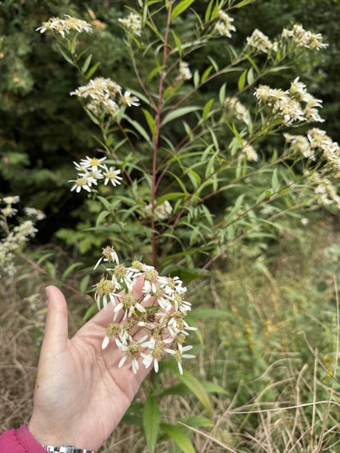flat-top white aster