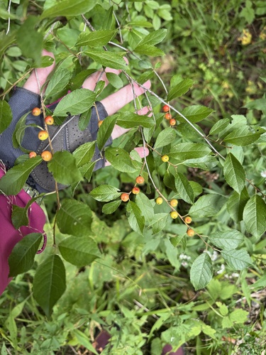 winterberry holly