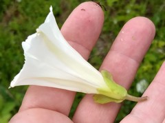 Calystegia atriplicifolia