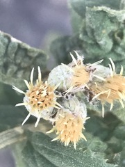 Baccharis sordescens