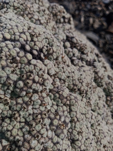 Image of Raoulia mammillaris by (c) darmozrac, some rights reserved (CC BY)
