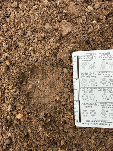Bobcat
