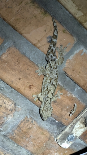 Northern Turniptail Gecko