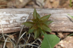 Lysimachia quadrifolia
