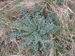 Carduus nutans leiophyllus
