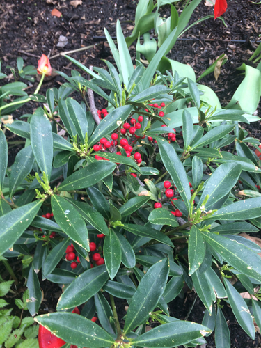 Skimmia japonica iNat (3)