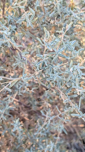 Fourwing Saltbush