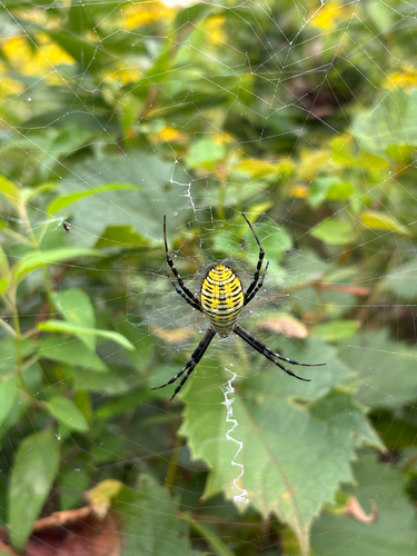 Banded Garden Spider
