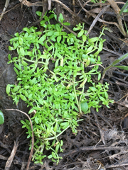 Callitriche marginata