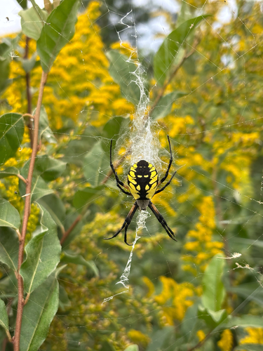 Yellow Garden Spider