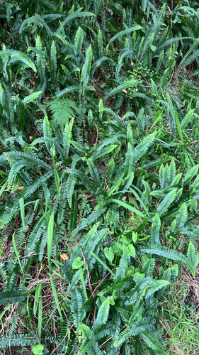 Nephrolepis cordifolia observed 2026-09-02