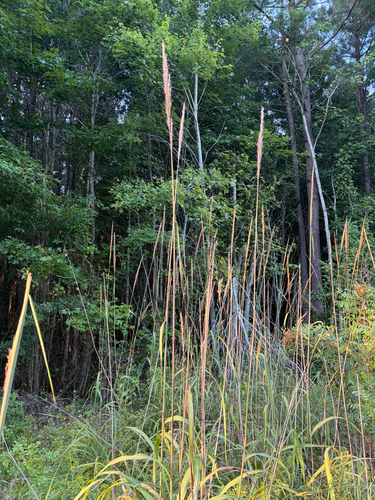 bent-awn plumegrass