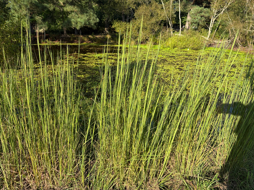 broomsedge bluestem