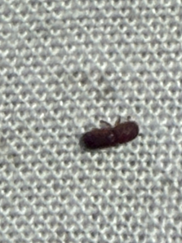 Xyleborinus saxesenii, 2026-09-14