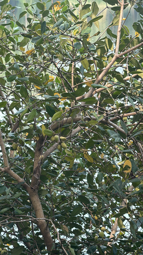 Avicennia officinalis observed 2026-09-15
