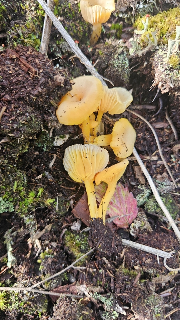 shining waxcap · September 2026 · photo: Photo: (c) Sam Bucciarelli, some rights reserved (CC BY) · iNaturalist