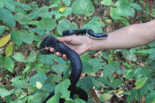 Central Ratsnake