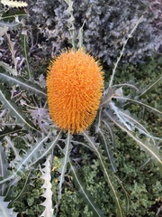 Banksia ashbyi