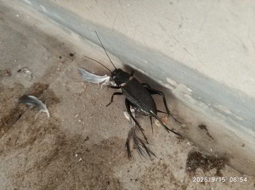 Southern Field Cricket