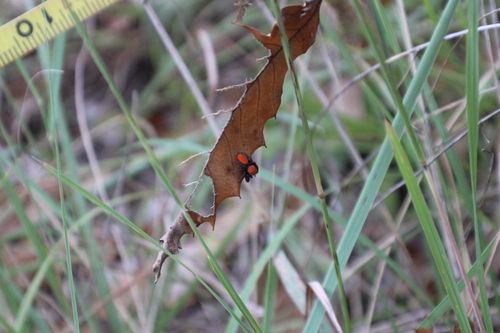 Cardinal Jumping Spider