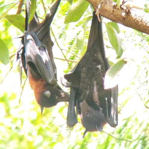 Black Flying-fox