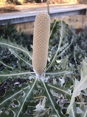 Banksia ashbyi