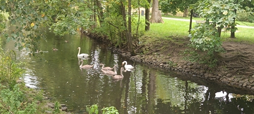 Mute Swan